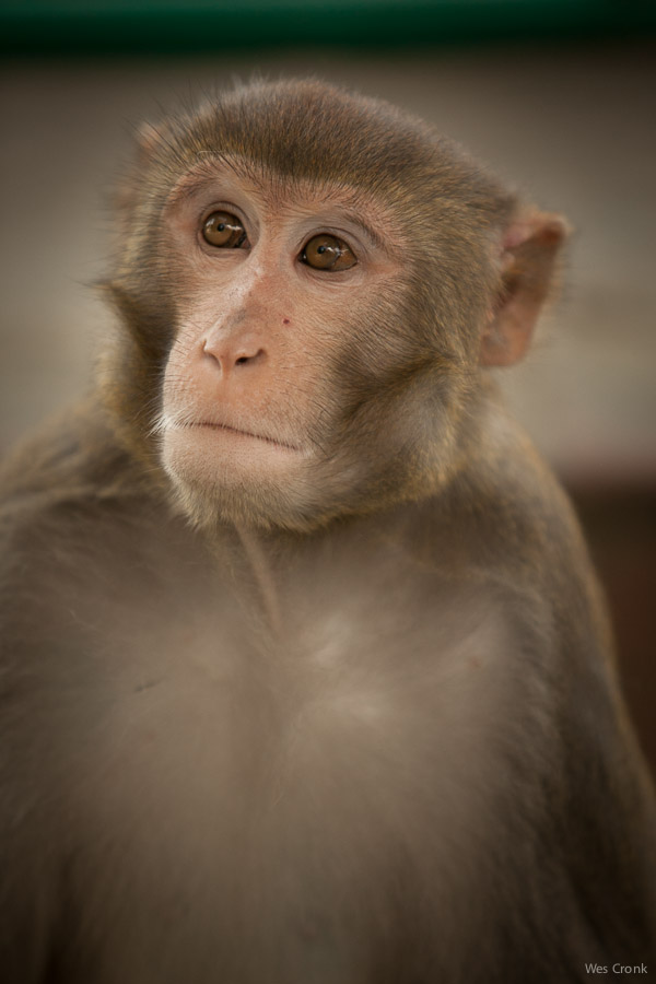 Rhesus macaque at the Monkey Temple